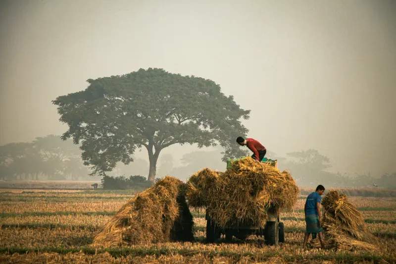 Asesoramiento agronómico